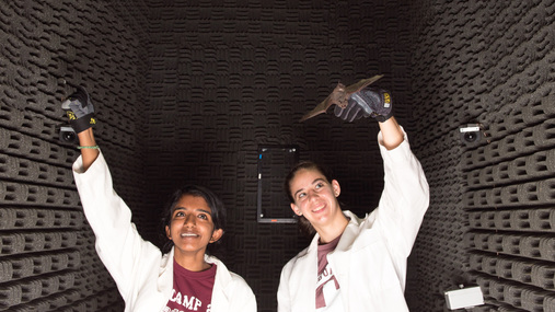 Two students releasing bats in a flight tunnel.