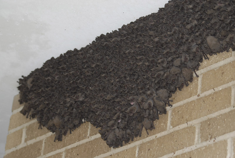 Large colony of bats resting together on a wall