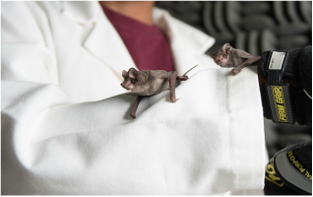 2 bats on the sleeve of a lab coat