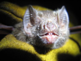 Face of a Common Vampire Bat 