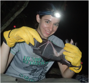 Alyson inspecting a large wild bat