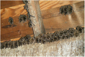Small group of bats in an attic