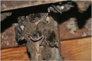 Bats exiting a house attic through a hole