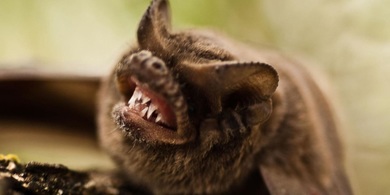 Bat showing its teeth